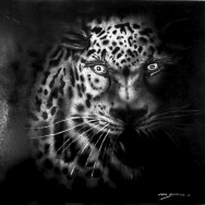 Leopardo